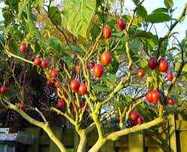 Sadzonka Pomidor Drzewiasty "Tamarillo" / Może zaowocować w domu
