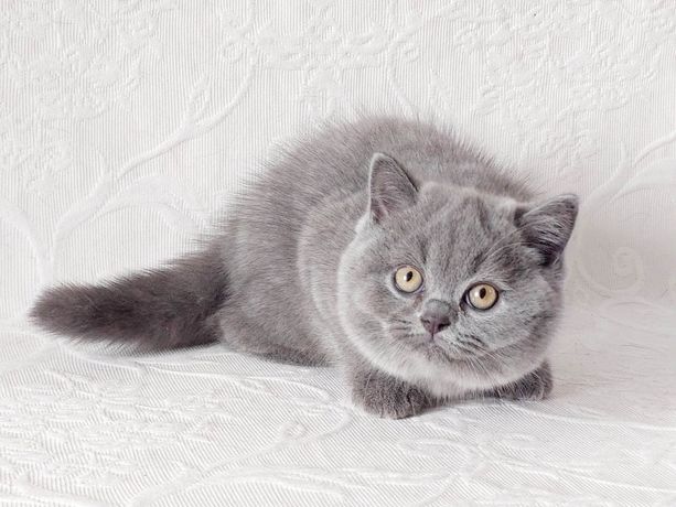 Чистокровные короткошерстные британские котята из питомника