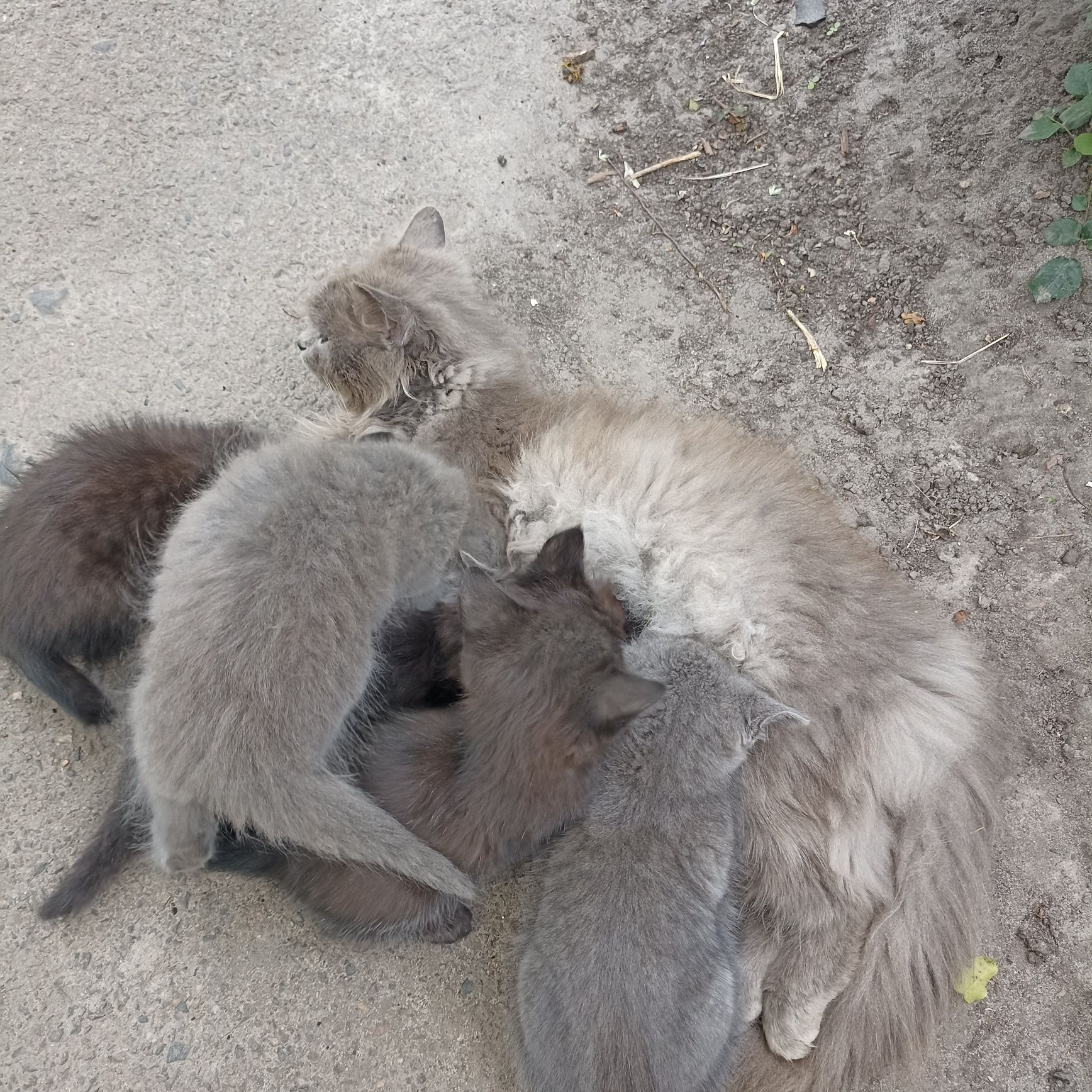 Віддам  грайливих кошенят