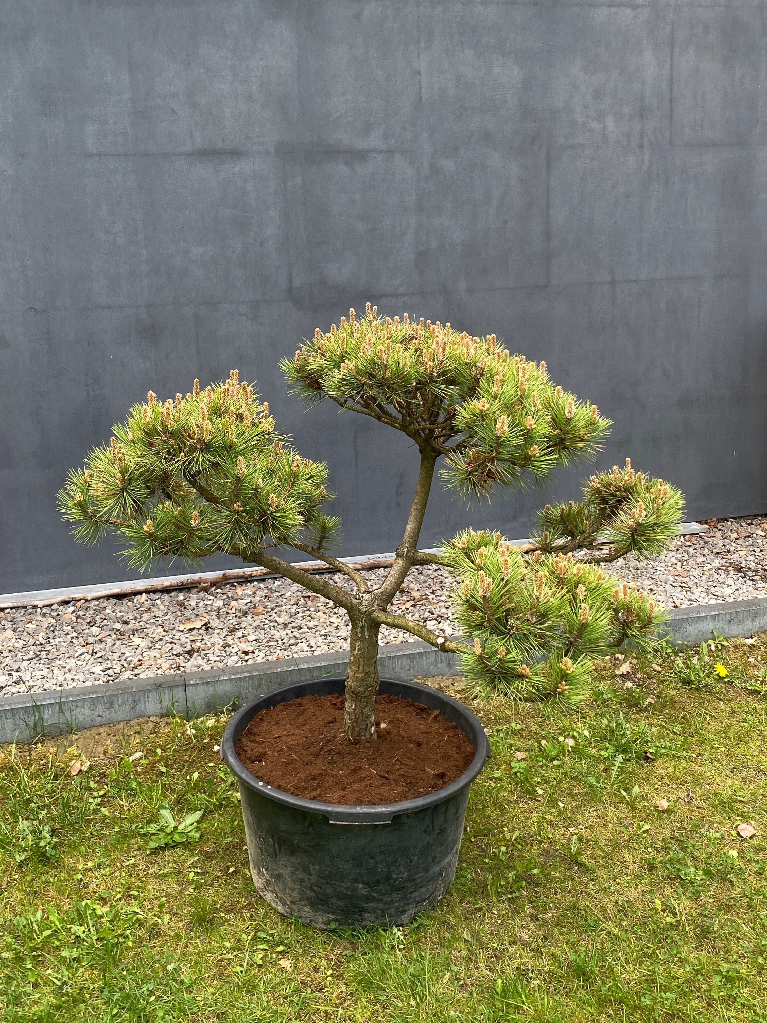 Sosna górska kosodrzewina Bonsai Pinus Mugo
