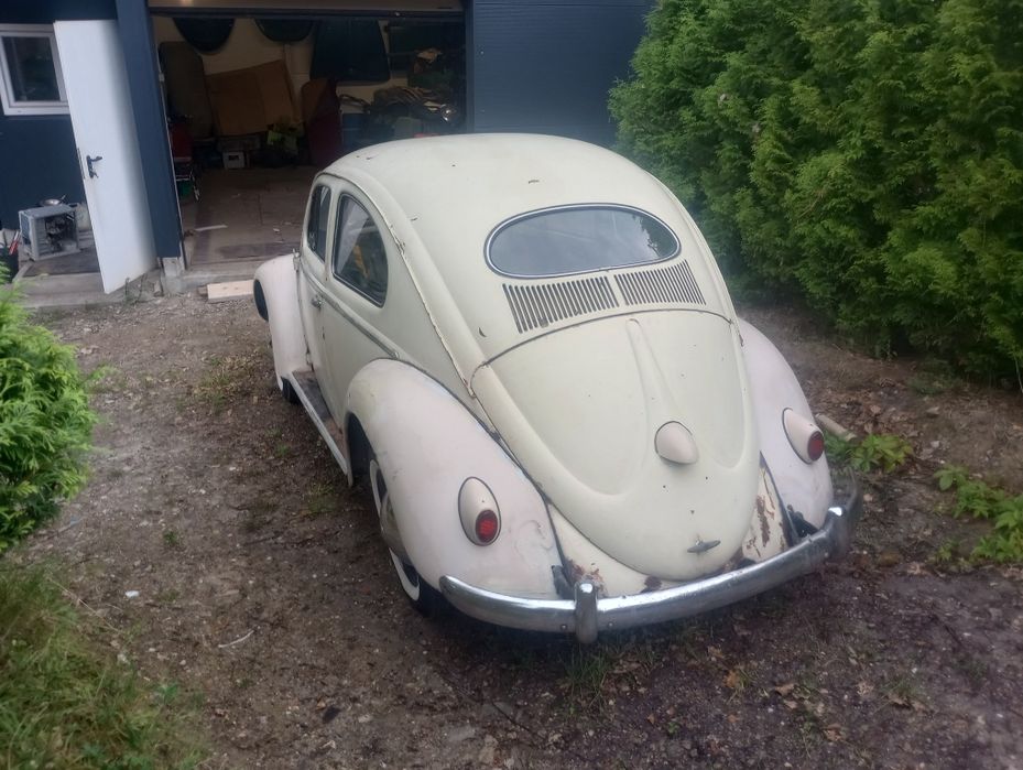 SPRZEDAM Garbus Oval