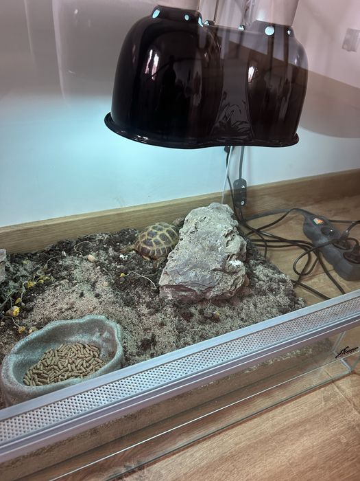 Terrarium dla żółwia