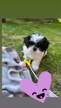 Piesek shih tzu czarny bialy gotowy do zmiany domu