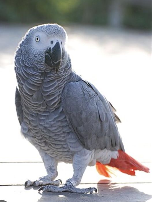 Vendo papaguaio lindo