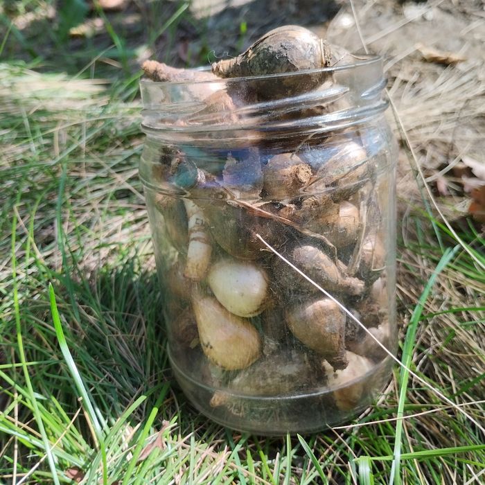 Нарцисс луковицы некрупные, на объём