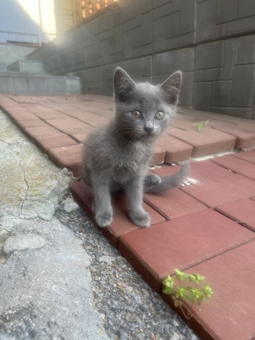 Віддамо кошенят у добрі руки