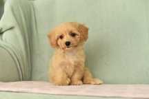 Maltipoo-piekny maluch