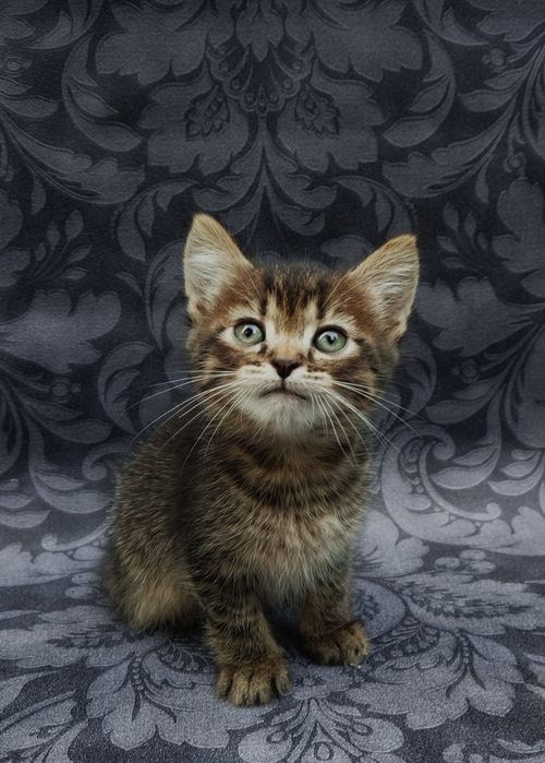 ТЕРМІНОВО ВІДДАЄМО кошеня метис таббі дівчинка 1.5 місяці