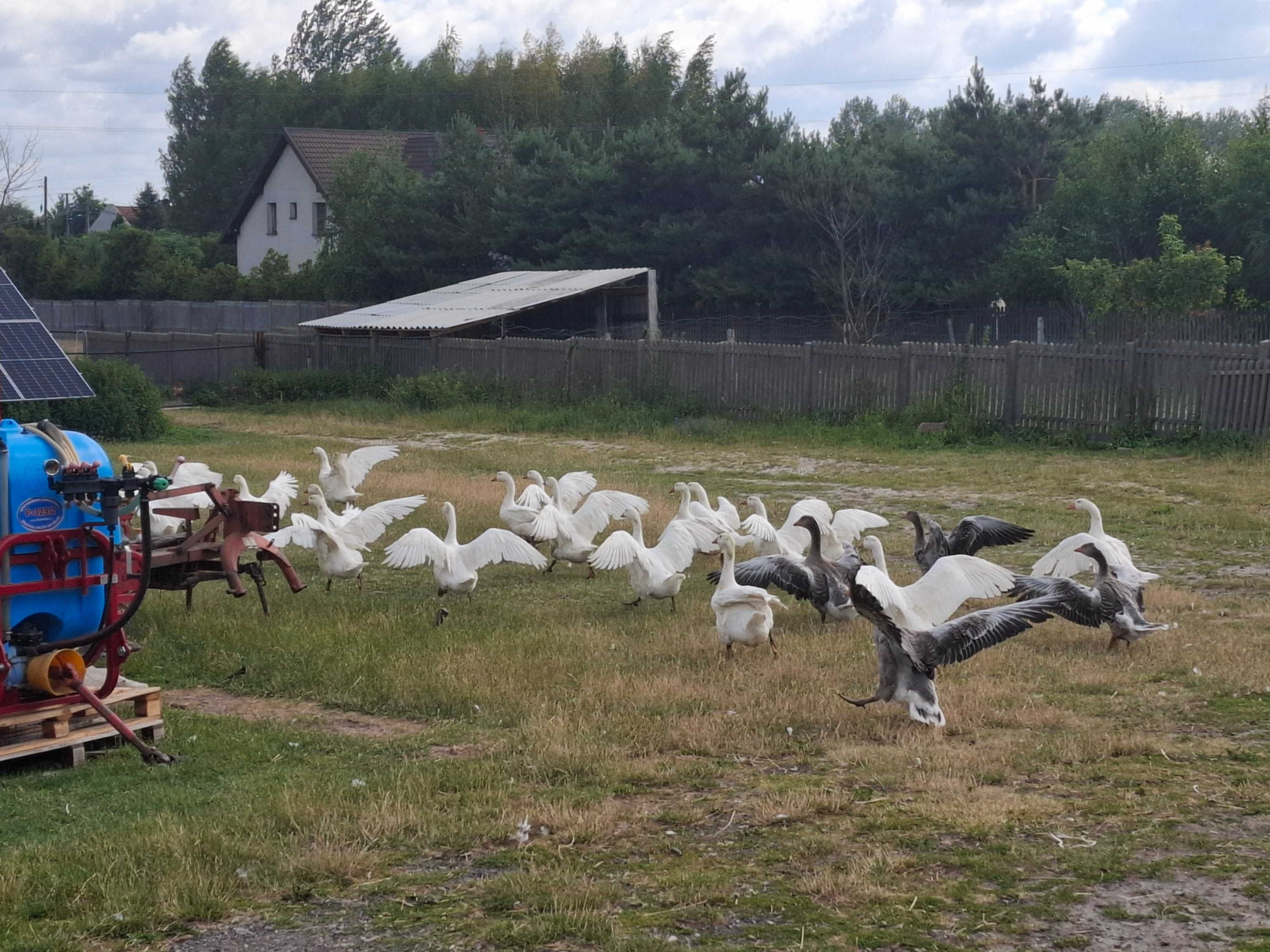 Sprzedam 20 Gęsi