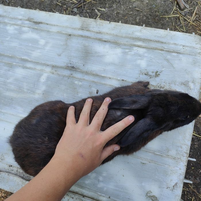 Sprzedam króliki matka z młodymi