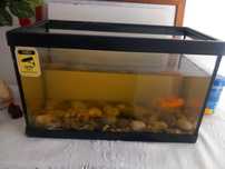Aquário com 2 peixes
