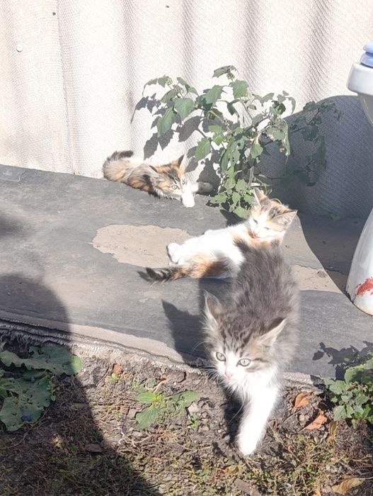 Кішечки шукають домівку