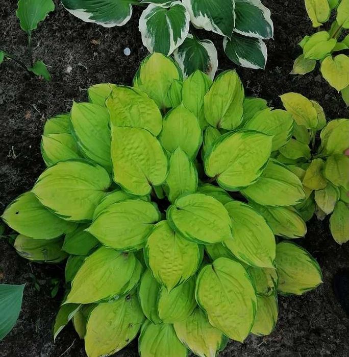 Хоста зі свого саду