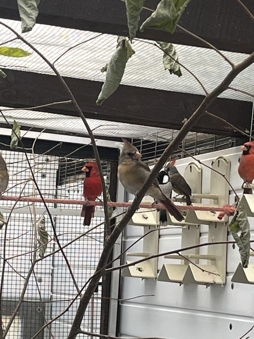 Kardynał szkarłatny