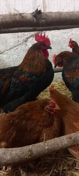 Młode koguty za 3 szt. 100 zł promocja
