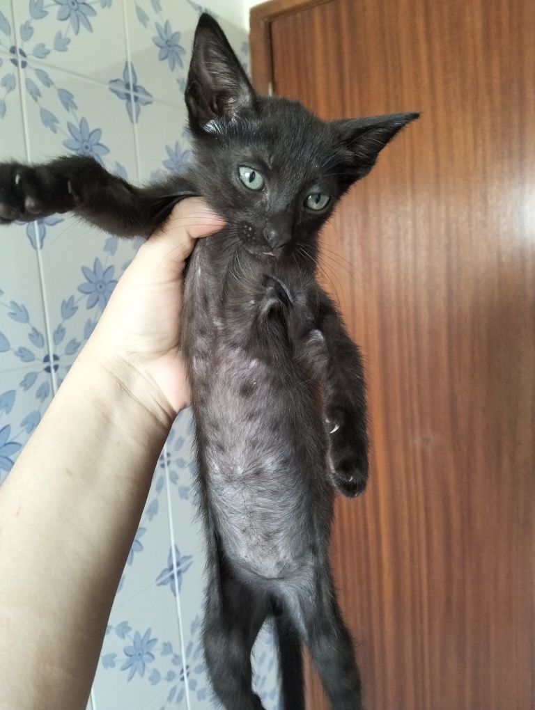 Gatinhos para adoção