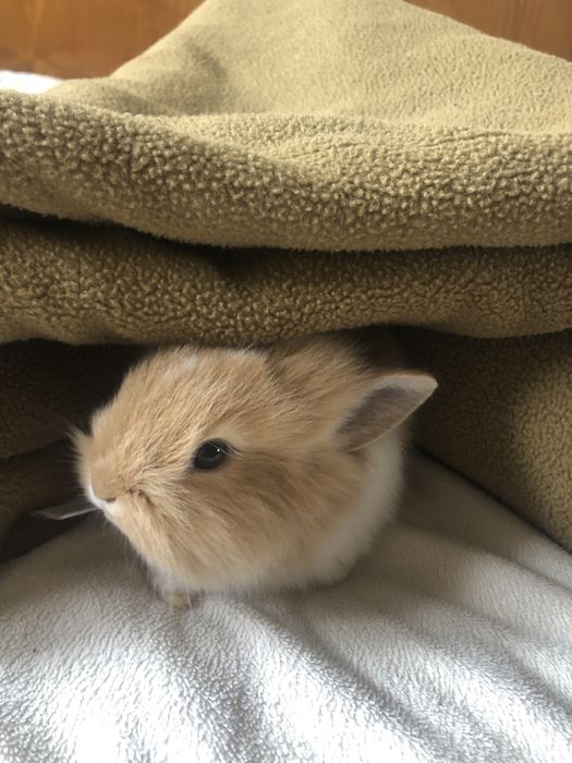 Кролики, декоративные кролики