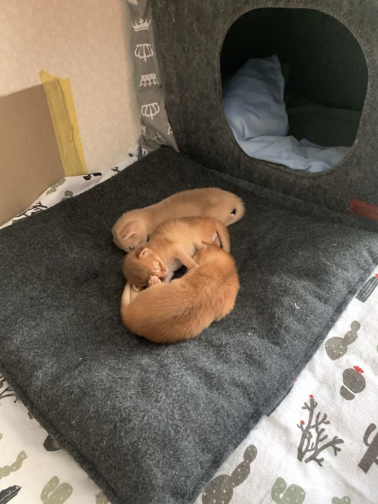 Абісиньські кошенята