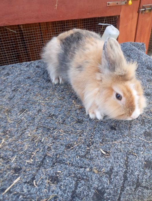 Sprzedam karzełka Teddy oraz samczyka  Teddy