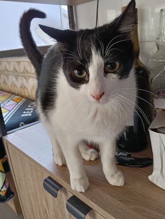 Cacau- gato jovem ( 6 meses) para adoção responsável.