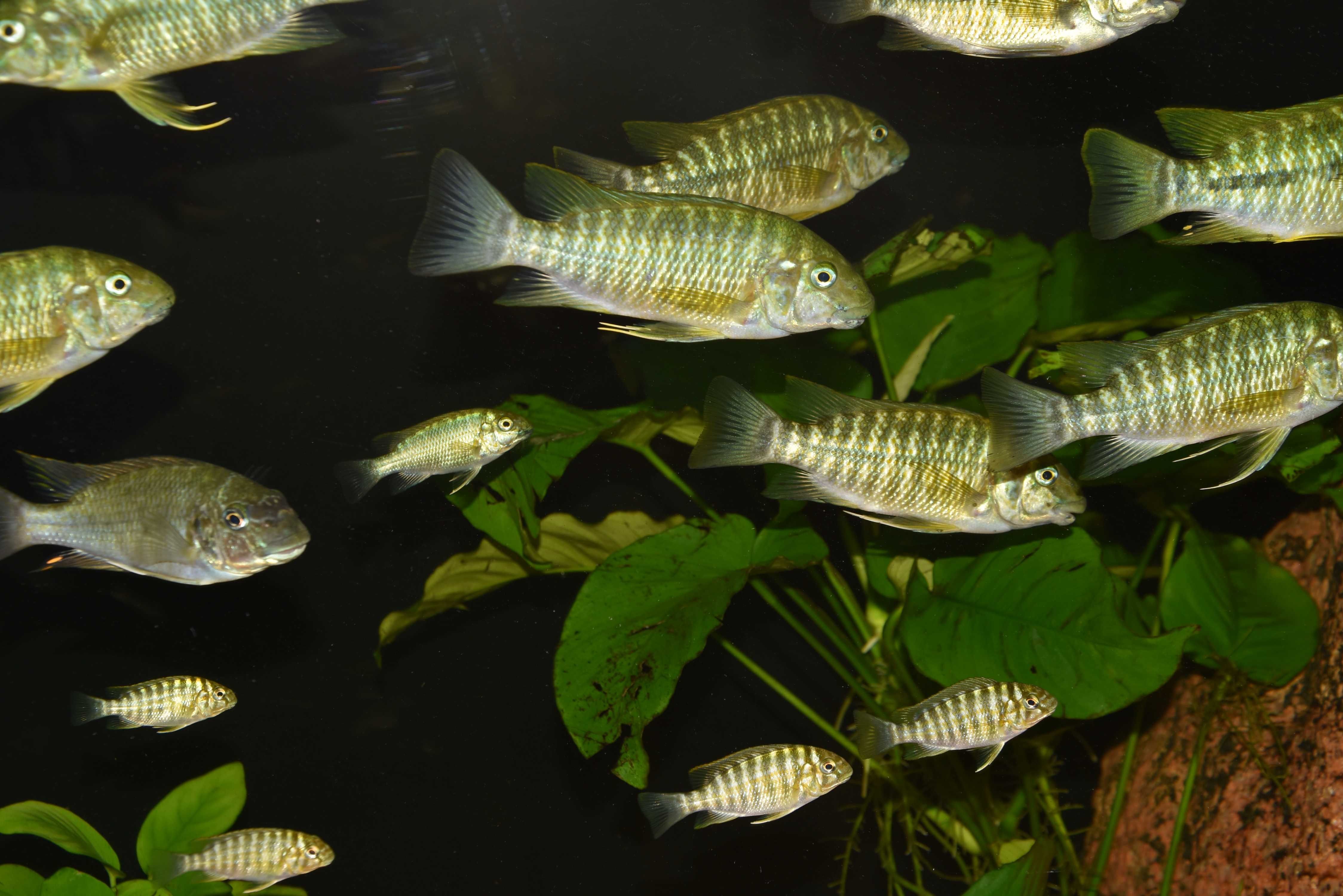 Petrochromis Macrognathus Kasanga 20 szt