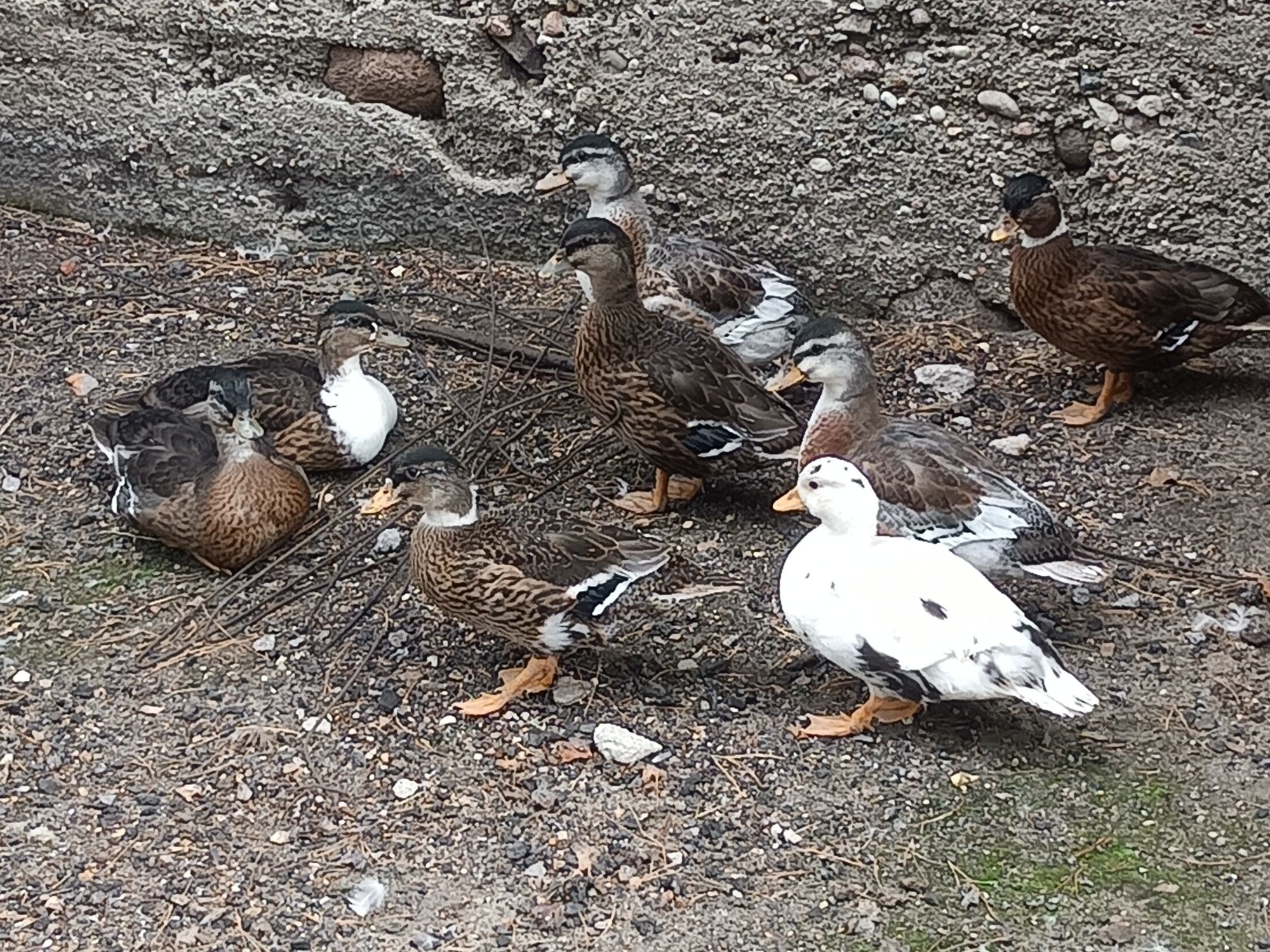 Kaczki call duck