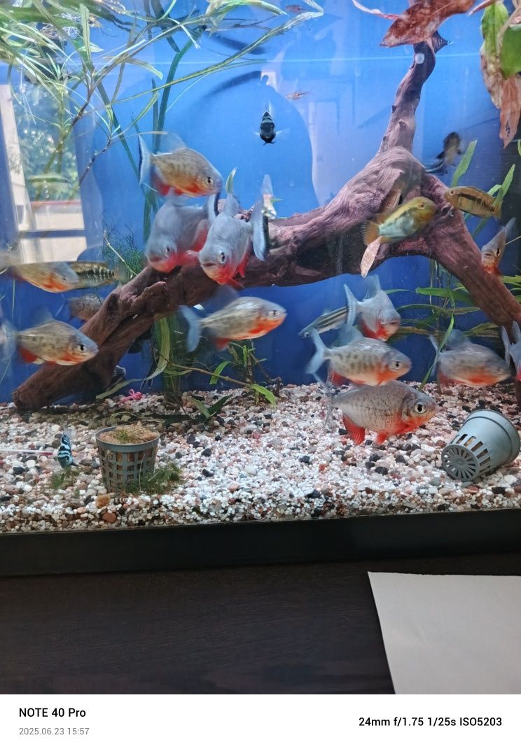 Piranie Red pacu