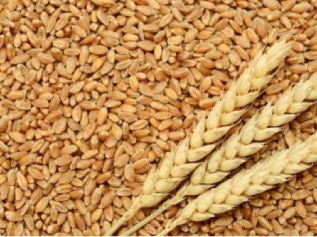 Продам кукурудзу і пшеницю