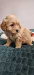 Maltipoo Pudel Toy Maktanczyk