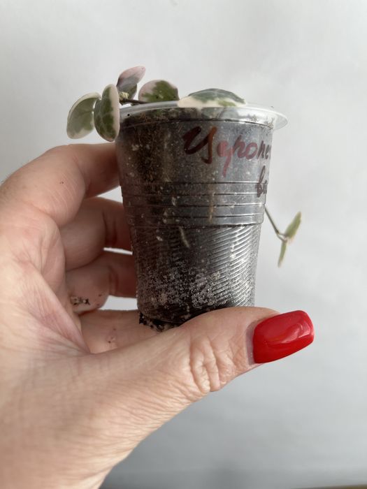 Церопегія Вуду варієгатна