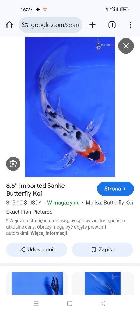 Karp koi Long Fin Butterfly sklep zoologiczny Pirania Olsztyn