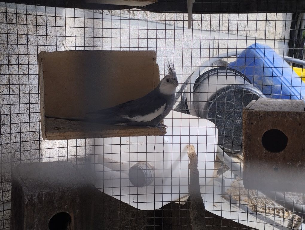Vendo 2 casais de caturras e um casal de agapórnis