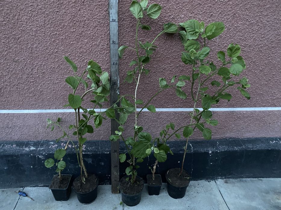 Сирень біла і темнофіолетова, Гортензия древовидная Аннабель