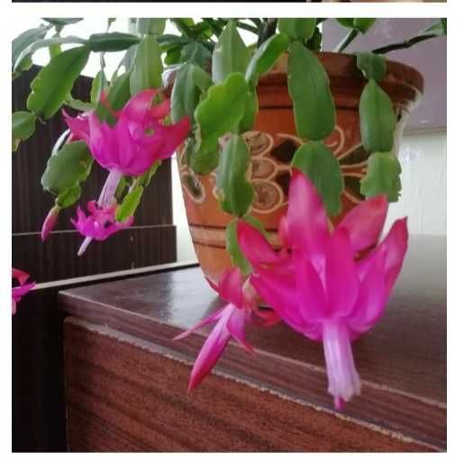 Вкорінені черенки шлюмбергери, красули (денежне дерево)