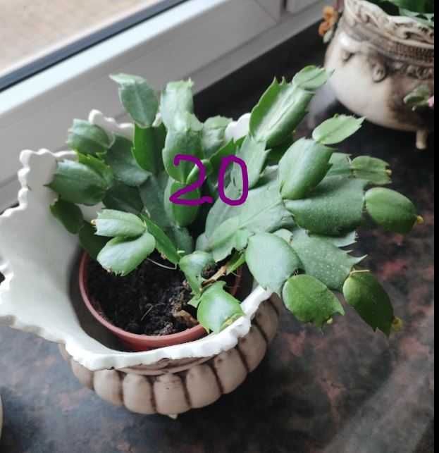 Grudnik, drzewko szczęścia, reo meksyk skrzydłokwiat, wilkomlecz