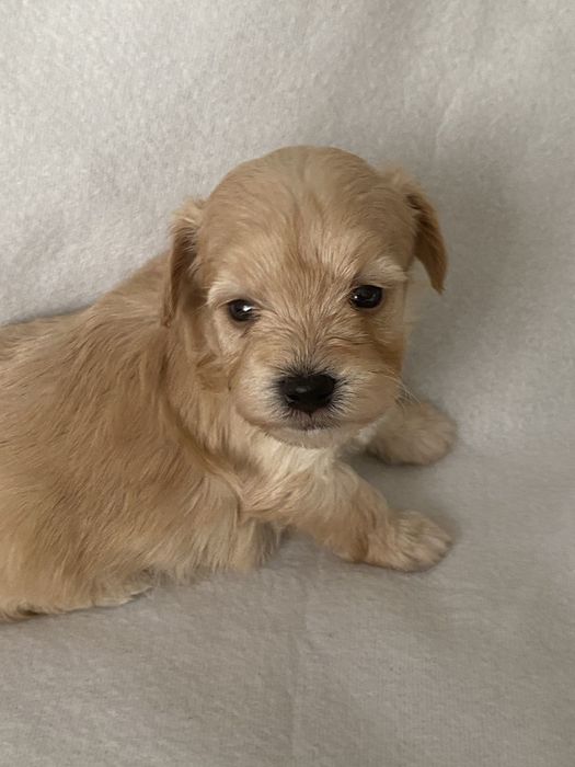 Sympetyczne maltipoo
