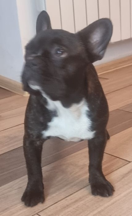 Buldog francuski ZKwP  8 msc suczka