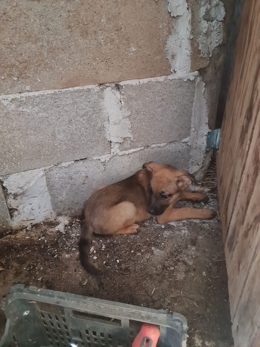Cachorras para adoção
