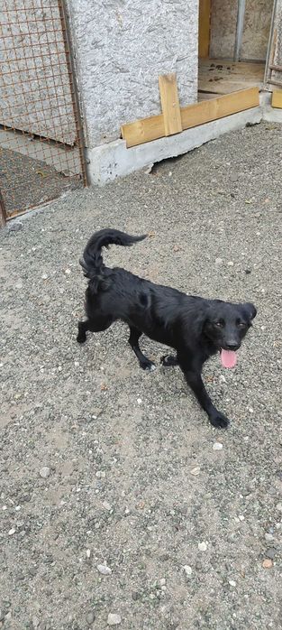 Pokochaj maleńką kochana sunię adoptuj
