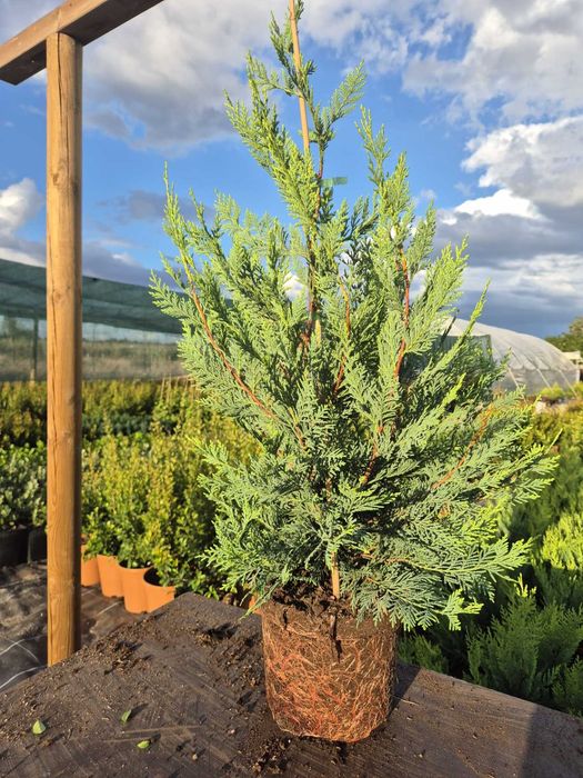 Cupressocyparis leylandii 'Castlewellan Gold' V2,5L (60-80)