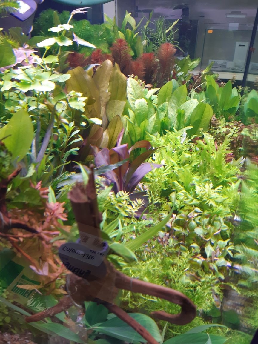 Echinodorus Amazonicus (żabienica amazońska)