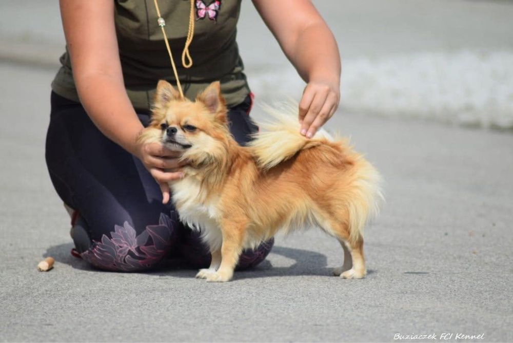 DO ODBIORU Cudowny, malutki chłopiec Chihuahua ZKwP FCI