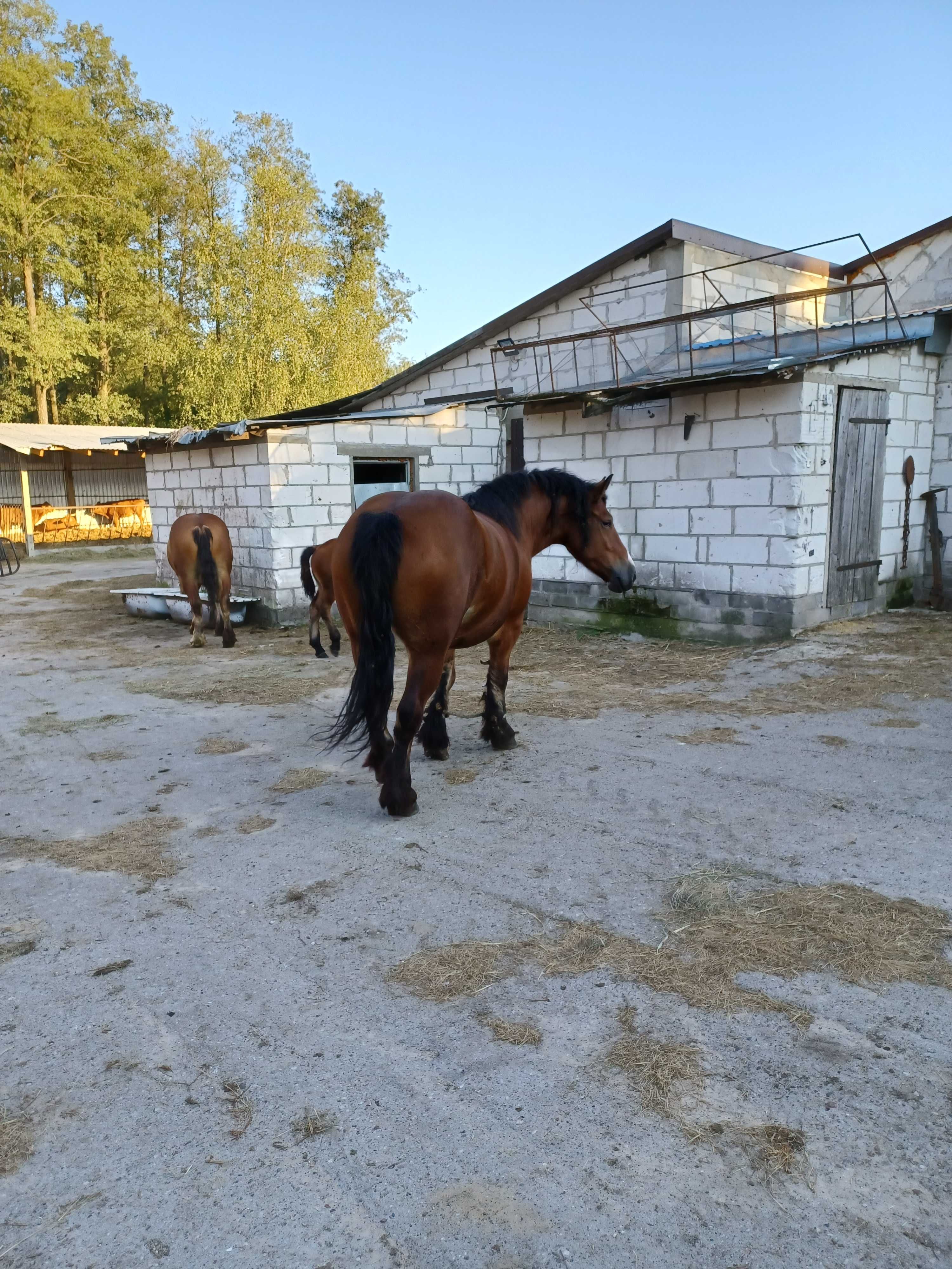 Likwidacja stada koni zimnokrwistych