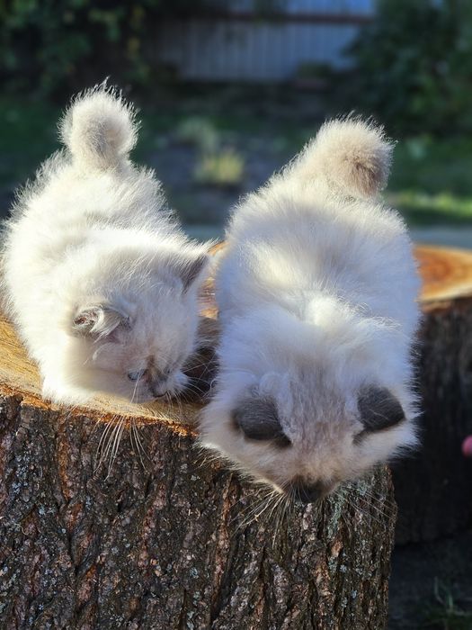 Котята невской маскарадной