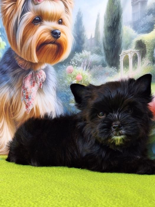 Yorkshire terrier czarny z paszportem i rodowodem