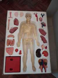 Jogo de Anatomia Humana vintage