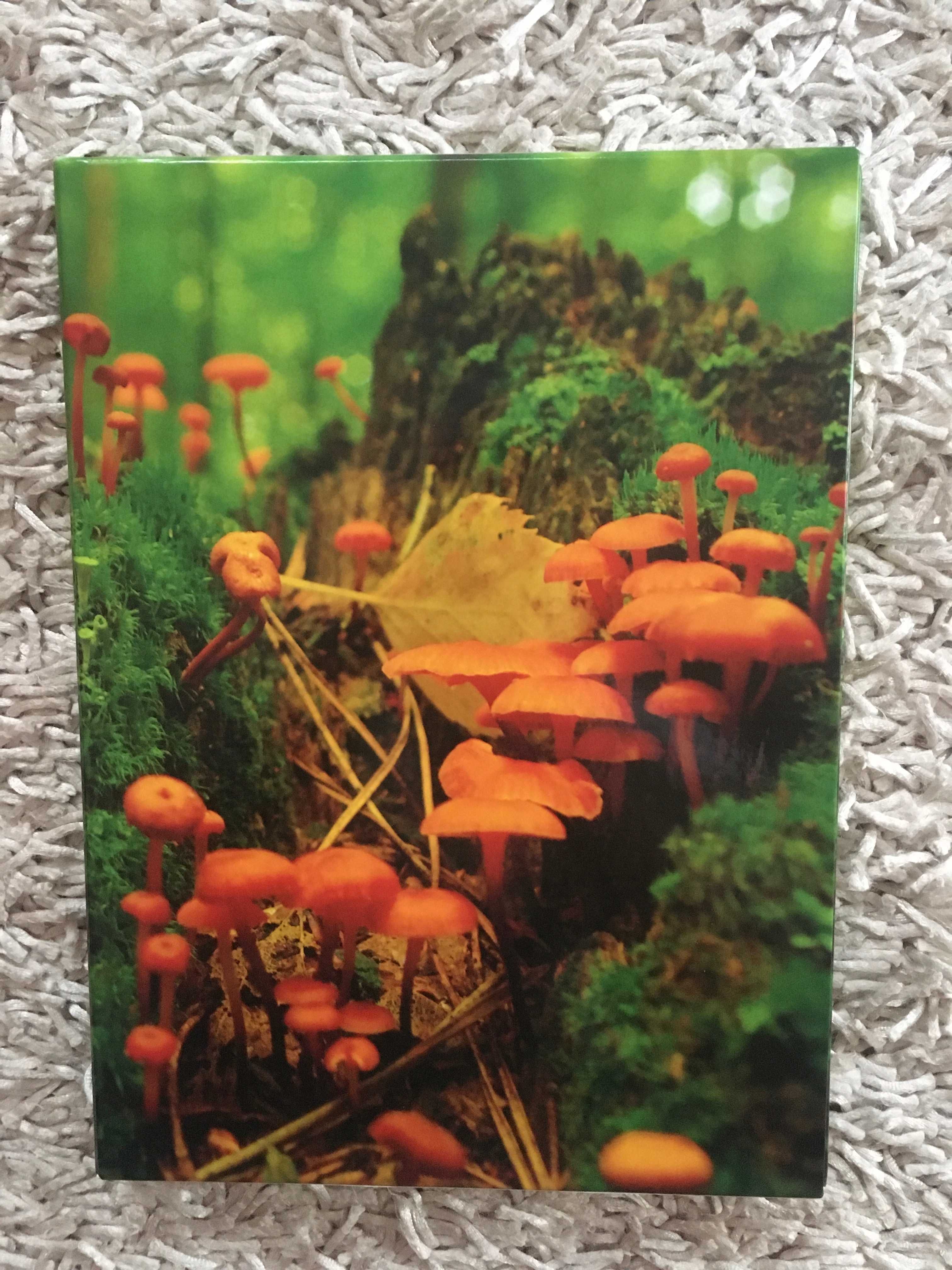 Książka, przewodnik, album Przyroda województwa kujawsko-pomorskiego