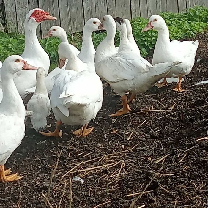 Sprzedam młode kaczki piżmowe białe