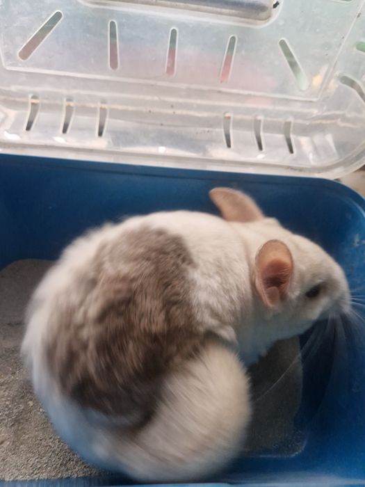 Szynszyla chinchilla samiczka 4.5 miesiąca mozaika eksteremalna