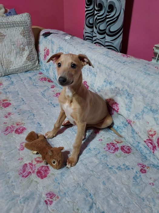 Chart Angielski Whippet piesek